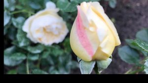 Утончённая Роза “ Lemon Vaza ”