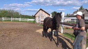 Как приучить лошадь к резким звукам