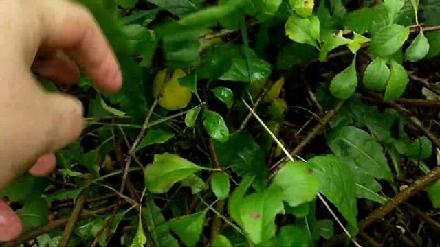 Домашний ДРАКОН? Всё, что осталось в огороде?Последнее покрытие КОЗ? Забеги БЫЧКА ? смотреть онлайн