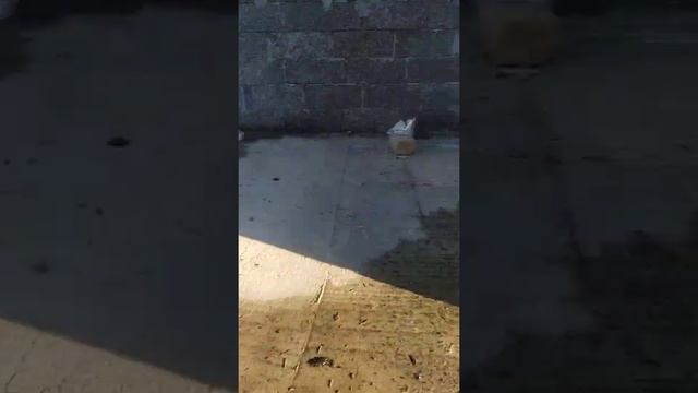 #2 Рекомендации при строительстве из арболита. #арболитовыйдом #арболитовый_блок #арболитовыеблоки смотреть онлайн