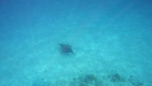 Мальдивы лучший снорклинг с мантами и дельфинами. Snorkeling maldives best fish
