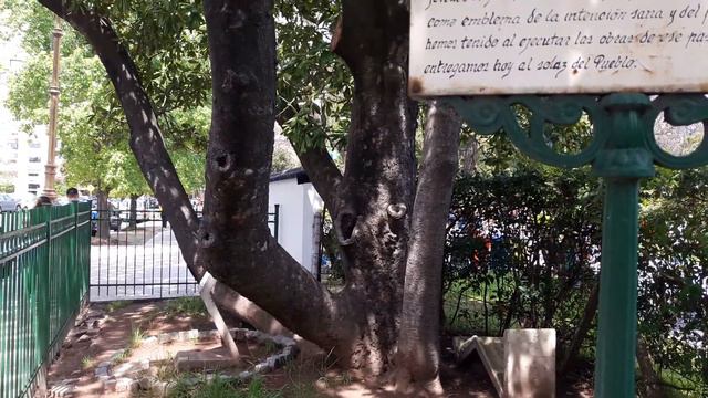 BUENOS AIRES 2019 - MAGNOLIA GRANDIFLORA смотреть онлайн