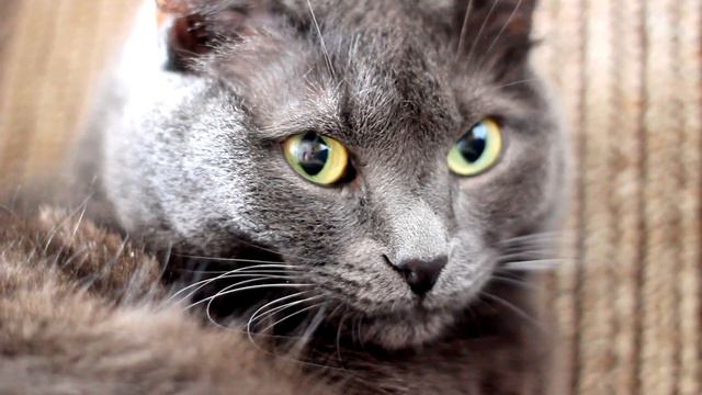 Кот Барсик умывается смотреть онлайн