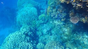 Коралловый риф - отеля  Monte Carlo Sharm Resort & Spa 2022г.