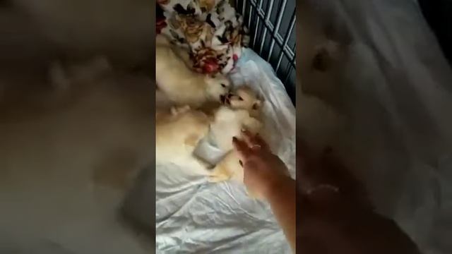 Померанский шпиц мальчики и девочка