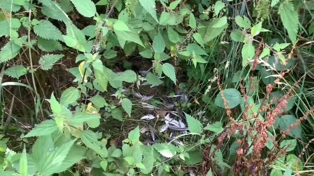 Ферма в Германии.Куница у Гусей. смотреть онлайн