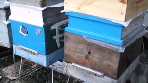 почему пчелы плохо мед носят - часть 2 - какие породы пчел лучше для слабых взятков