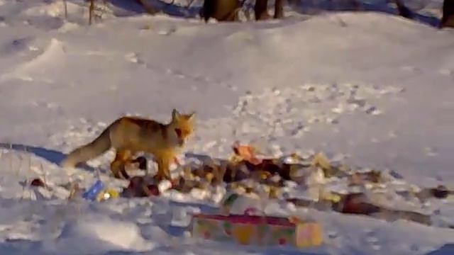 Аркадак, лиса. смотреть онлайн