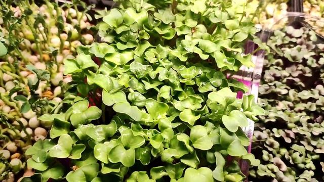 Самый БЫСТРЫЙ урок по посадке РЕДИСА / Микрозелень / Бизнес смотреть онлайн