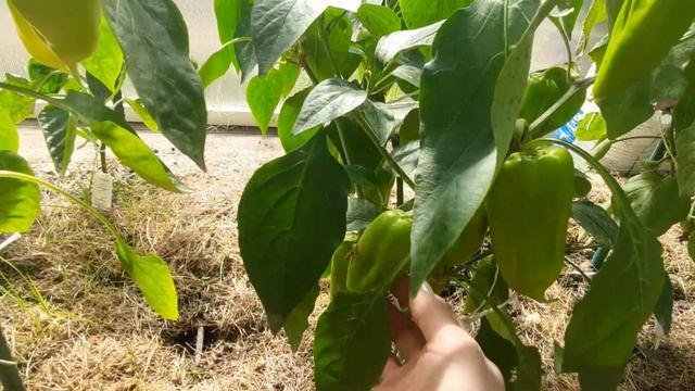 Мой способ выращивания сладкого перца в теплице смотреть онлайн