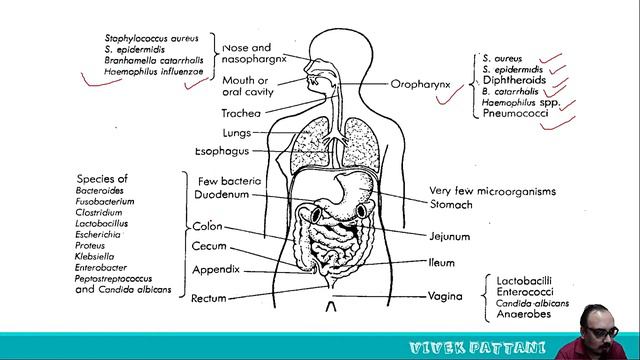 Science behind Normal Microbial Flora of Human-2 for biology students.(Immunology & Microbiology)