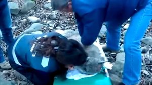 Девушки спасли дикого волка из ледяной реки, сделав искусственное дыхание «рот в рот»
