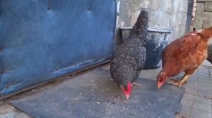 Домашние птицы- звук и имя  - крик петуха -курица гусь утка индюк- Farm animals