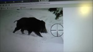 Как правильно стрелять по зверю. Килзоны животных.