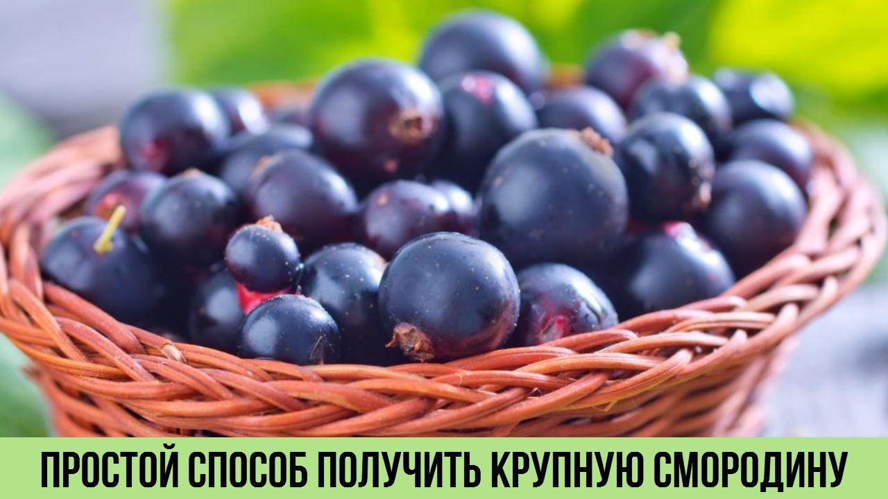 Чёрная смородина будет крупная как вишня после этой подкормки Просто подкормите этим раствором