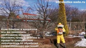 Обработка и опрыскивание сада от вредителей и болезней на дачных участках. Услуги агрономов. Цены.