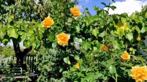 Роза "Голден Моника" 20.09.2021г.