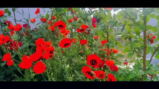 ОНА КОРНИДАГИ ФАРЗАНД КИЗ Ё У́ГИЛ БУ́ЛИШЛИГИ МУХАММАДАМИН ДОМЛА МАРУЗАЛАР ТУПЛАМИ СУННАТИЛЛО ХОШИМО