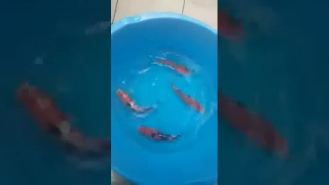 Декоративные карпы из Японии, www.koi.cxua.biz смотреть онлайн