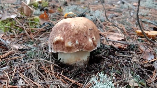 Рядовка серая, подзелёнка, tricholoma portentosum в  октябре