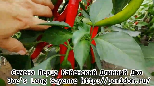 Перец Кайенский Длинный Джо - Joe's Long Cayenne