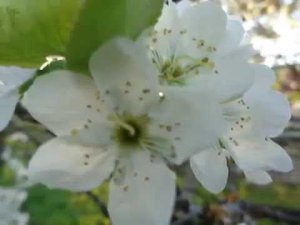 Почему то так хочется жить - группа Рождество