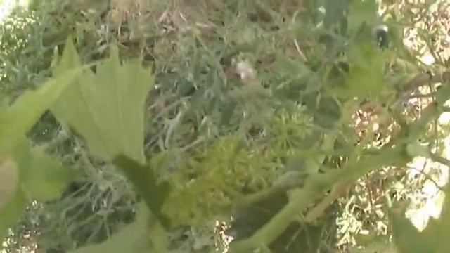 Двухлетка Тельти-Курук(Лисий хвост) собирается плодоносить смотреть онлайн