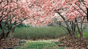 Вишневый сад. Краткое содержание