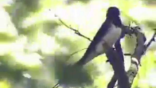 Łastojčka - Ласточка смотреть онлайн