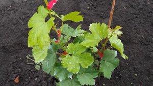 Проливные дожди, чем лечить хлороз винограда.