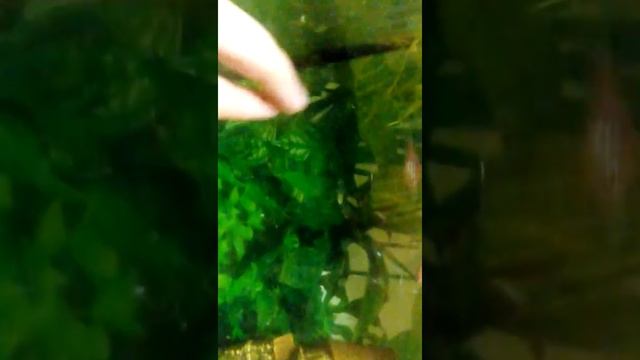 Как ухаживать и с какими обитателями можно сидеть гуппи смотреть онлайн