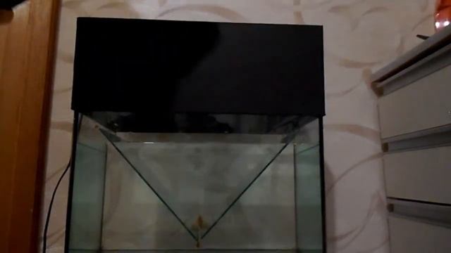 Роды рыбки меченосца в отсаднике смотреть онлайн