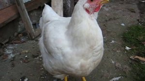 Курица хрипит и стонет. Что с ней?