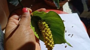 How to Collect and Prepare Peace Lily's Seeds For fully Germination