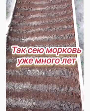 Так сею морковь уже много лет