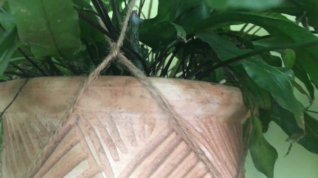 5 Beautiful Ferns that Anyone can Grow | How to Care for Fern Houseplants | House Plant Tour смотреть онлайн