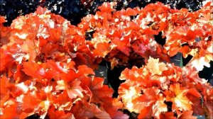Best Perennials - Heuchera 'Paprika' (Coral Bells)