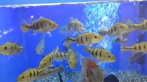 Цихла Келбери (Cichla kelberi)