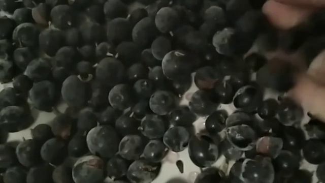 ЗАМОРОЖЕННЫЕ ЯГОДЫ РОССЫПЬЮ