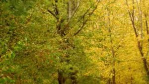 Александр Литвинов  "Сентябрь"