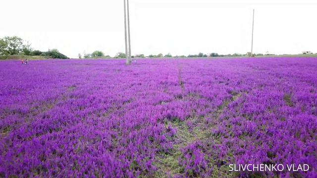 Теплодар сиреневое поле смотреть онлайн