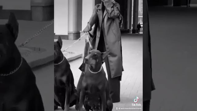 Доберманы Тилль и Ева. Фотосессии с доберманом в Минске