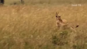 ГЕПАРД против ЯГУАРА ! КТО СИЛЬНЕЕ ?