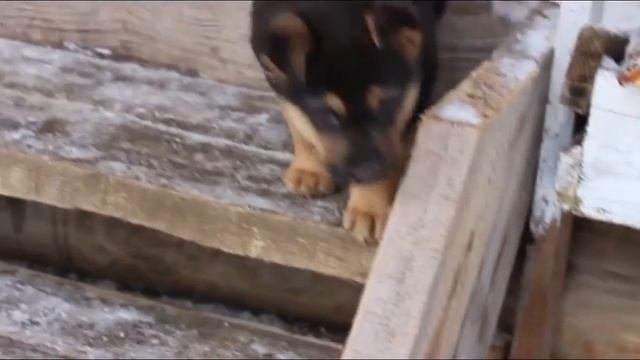 Отдам щенка бесплатно.  Котята в добрые руки