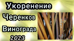 проращивание черенков винограда в 22.02.23