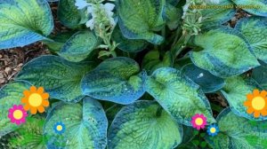 Хоста гибридная Блю Шэдоус. Краткий обзор, описание характеристик hosta hybrida Blue Shadows