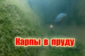 Как зимует рыба в искусственном пруду в Сибири