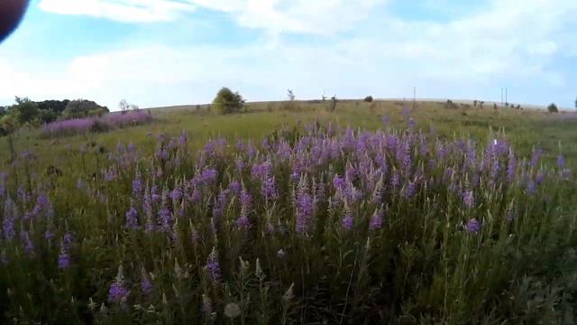 Ферментация Иван-чая.Осмотр дикоросов на наличие ягоды смотреть онлайн