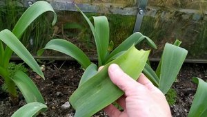 Лук Суворова.Мои гусята.