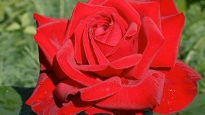 Роза Бургунд (Burgund) — характеристики и описание